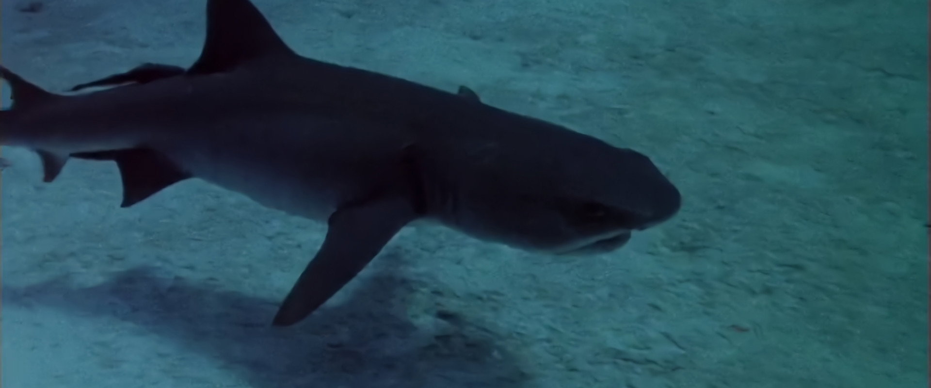 Sharks' Treasure backdrop