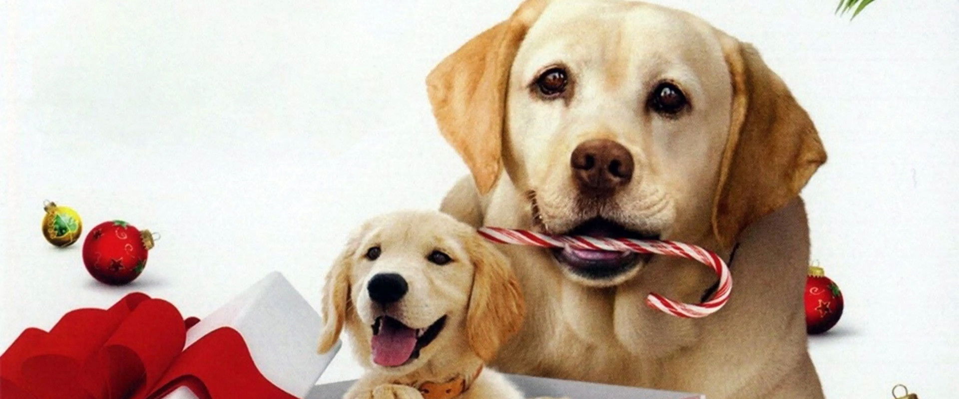 The Dog Who Saved the Holidays backdrop