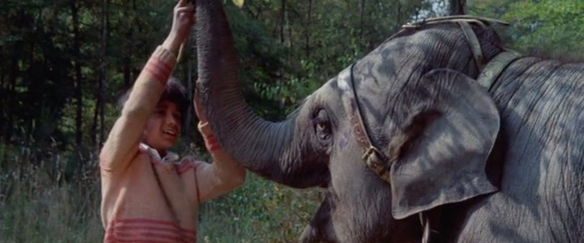 Anoop and the Elephant backdrop