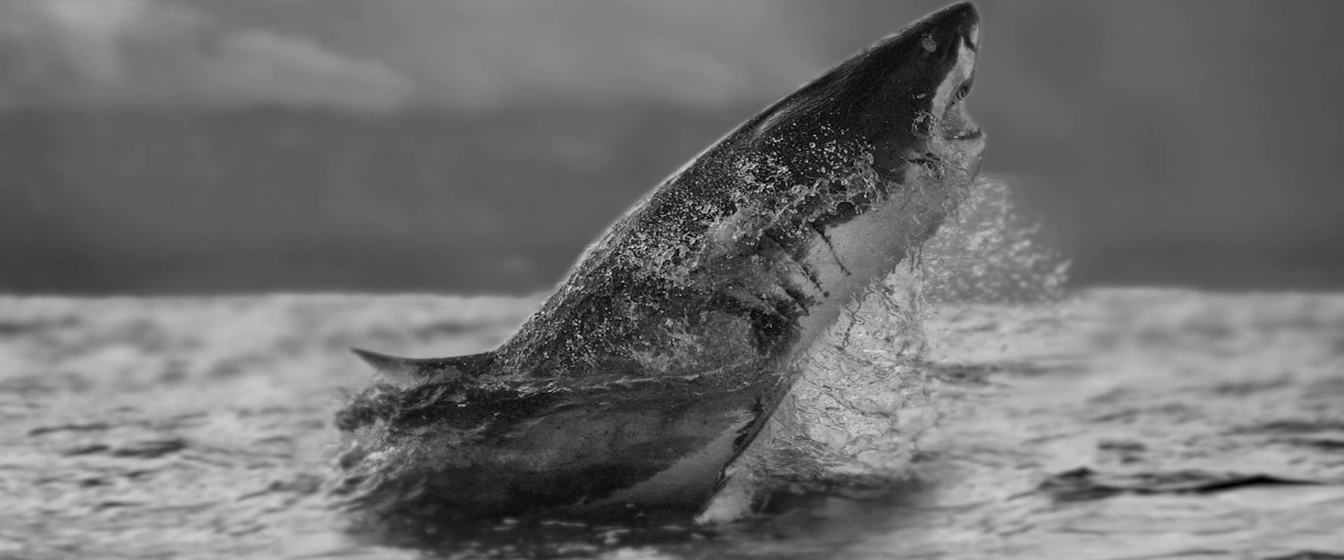 Air Jaws Strikes Back
