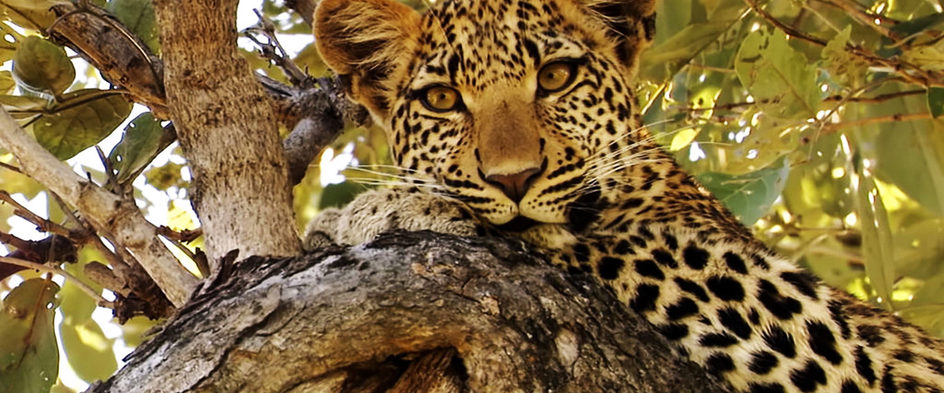 Eye of the Leopard backdrop