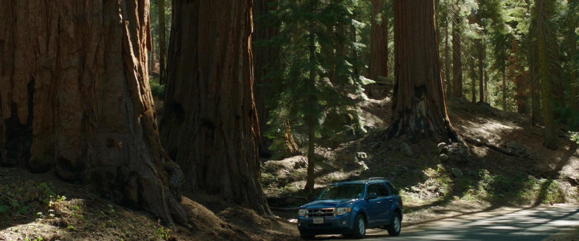Sequoia backdrop