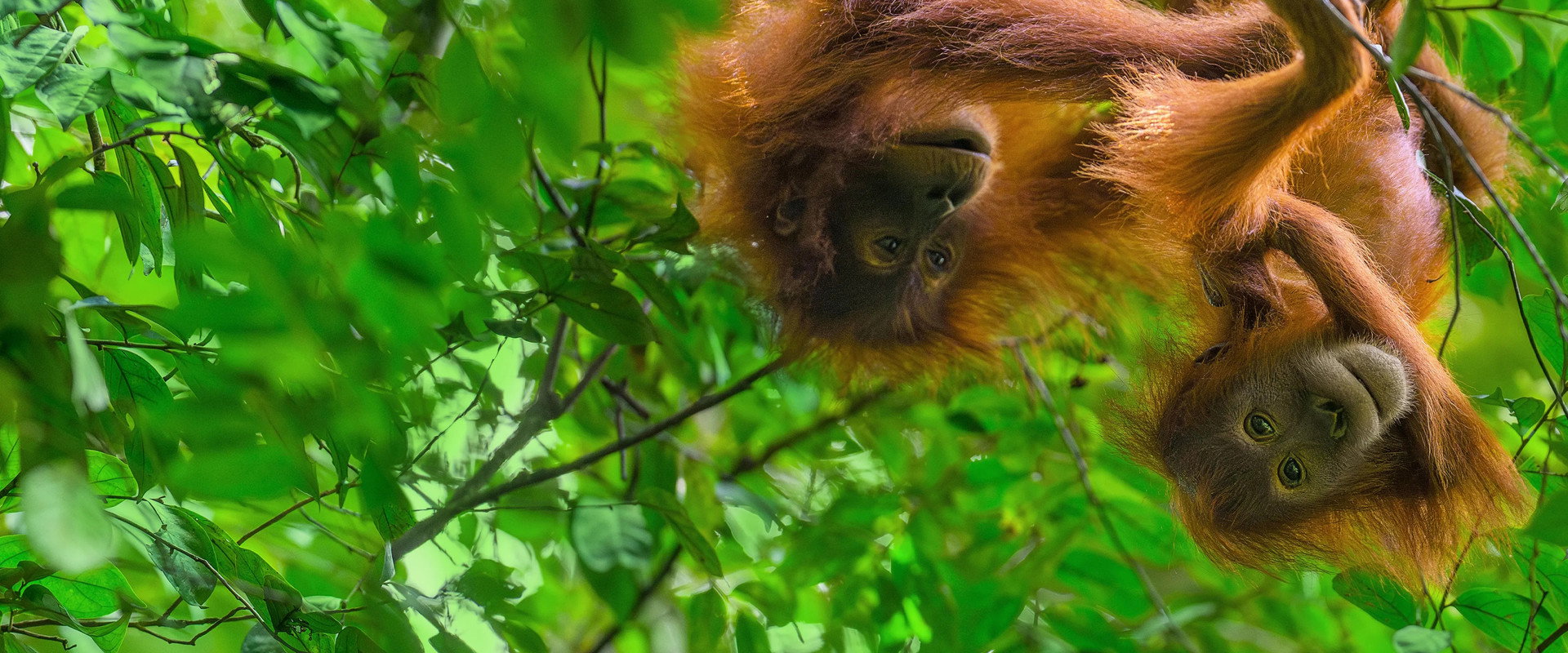 Orangutan backdrop