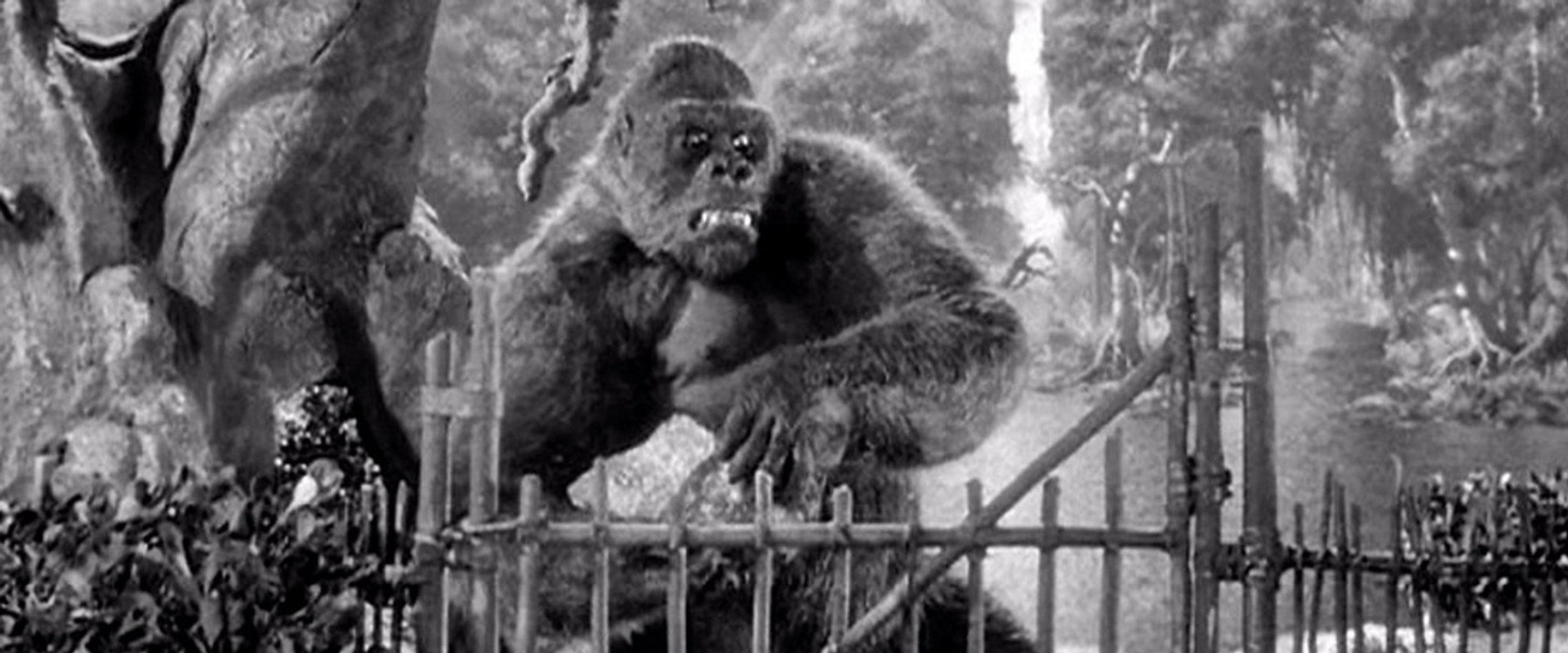 Mighty Joe Young backdrop