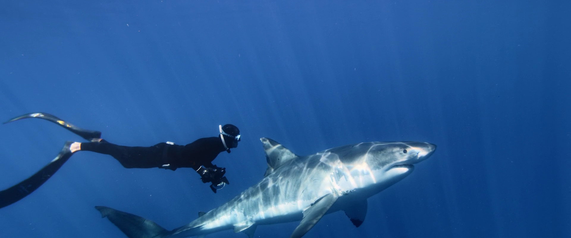 Great White Shark backdrop