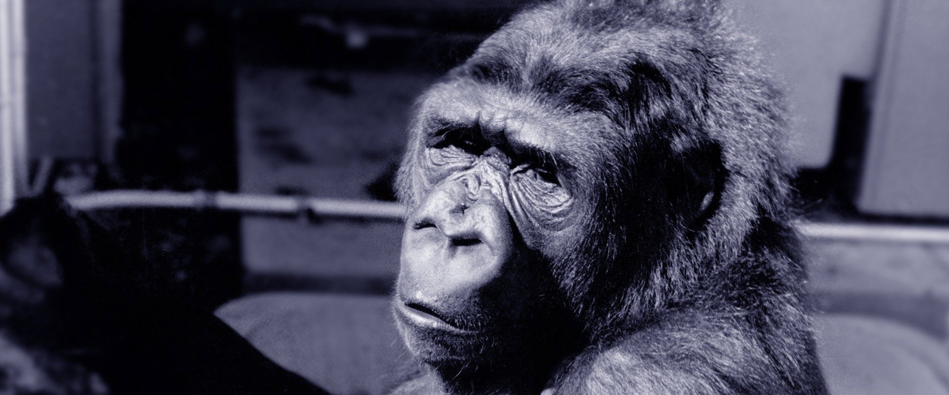 Koko: A Talking Gorilla backdrop