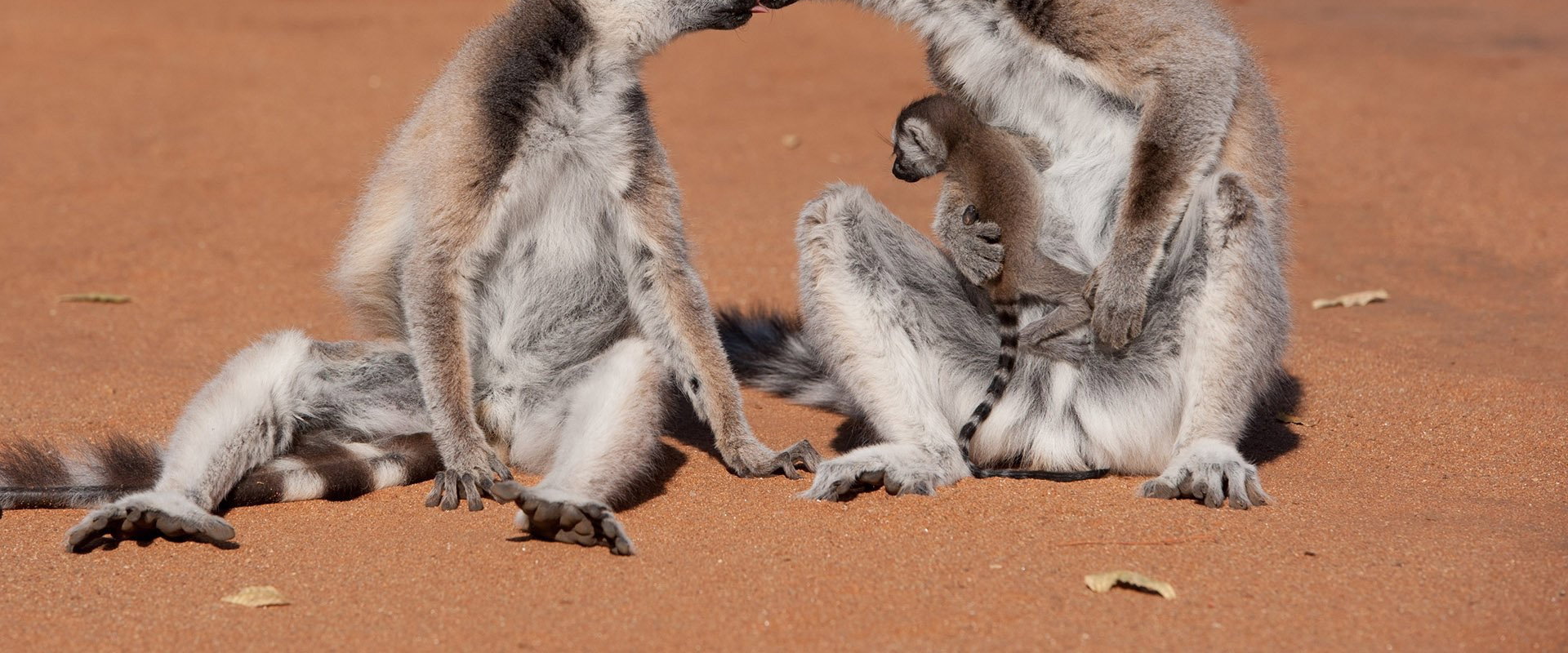 Island of Lemurs: Madagascar backdrop