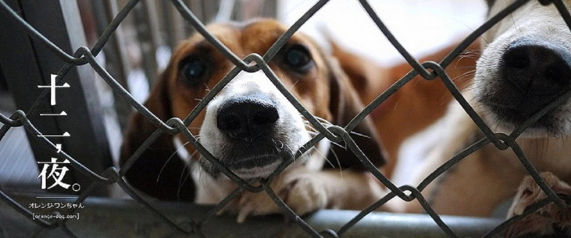 Twelve Nights backdrop