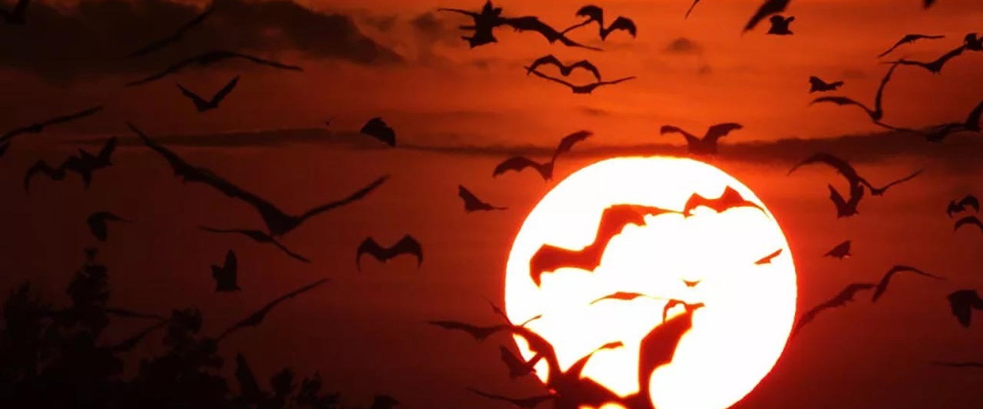 Incredible Bats backdrop