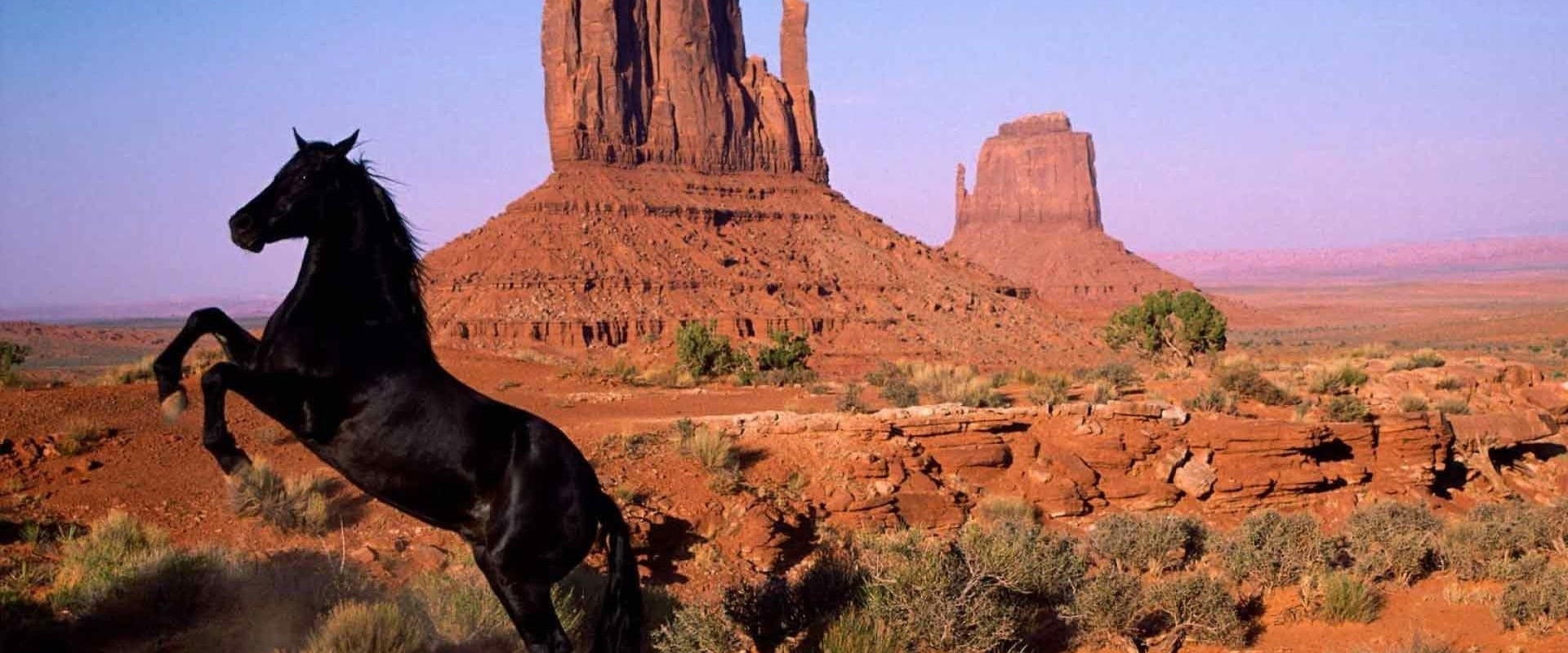 American Mustang backdrop