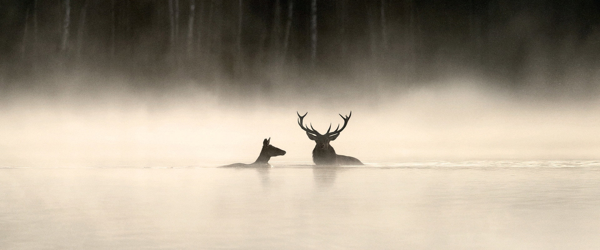 Whispers in the Woods backdrop