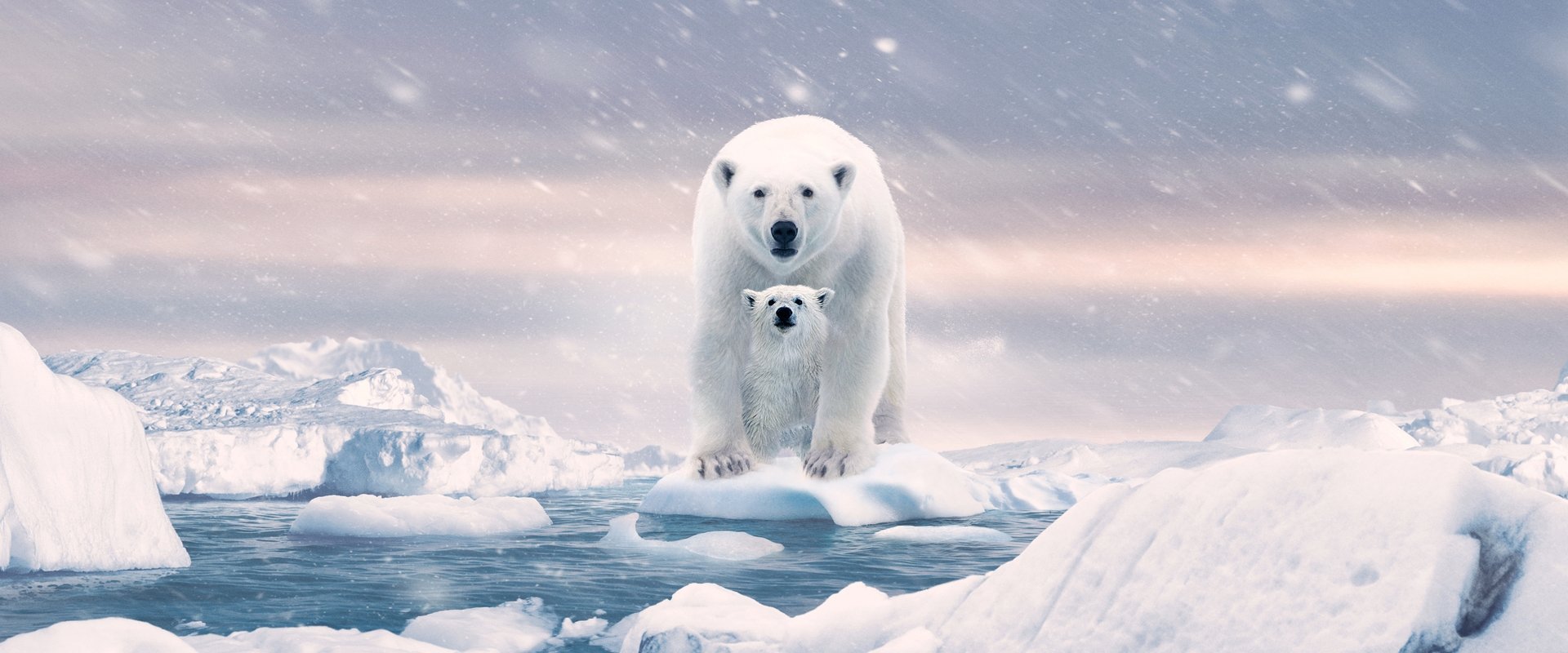 Polar Bear