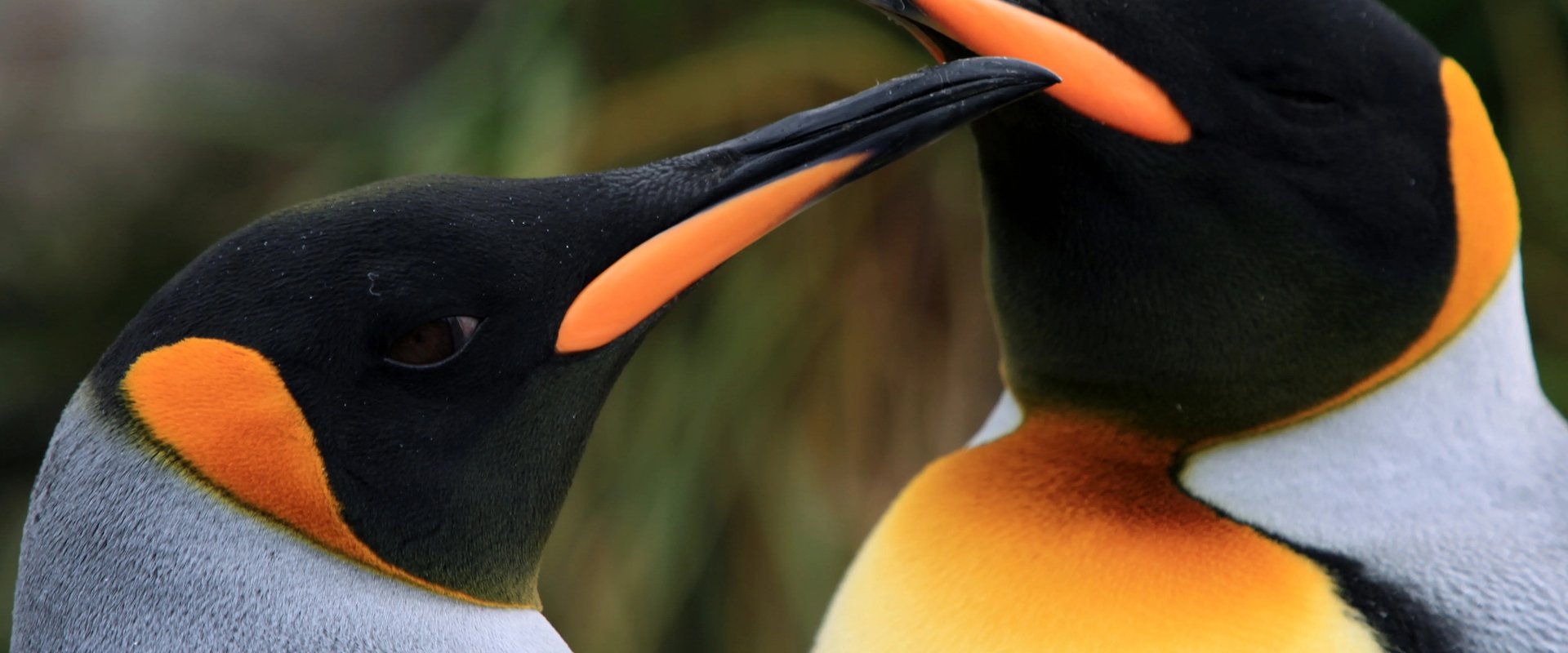 The Penguin King