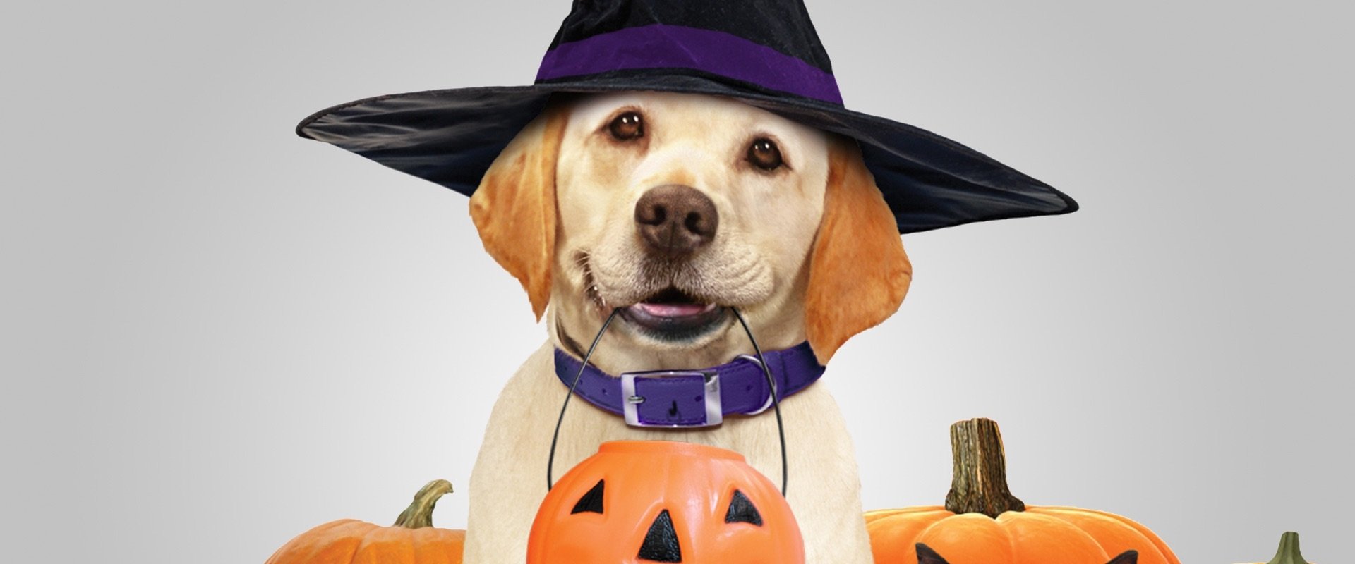 The Dog Who Saved Halloween backdrop