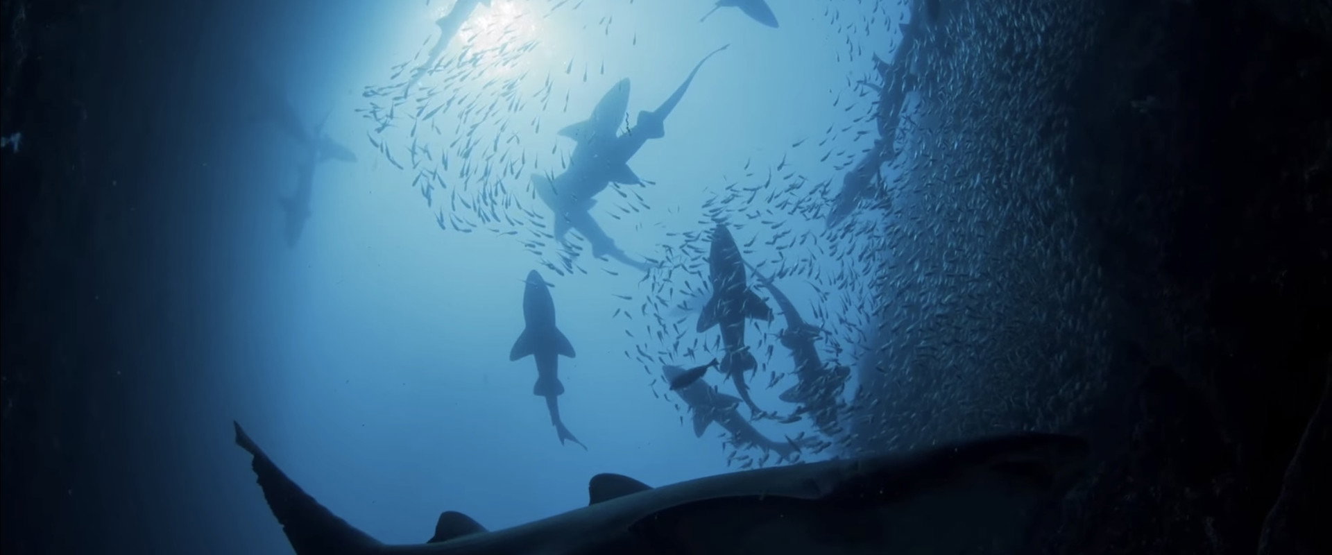 Shark Kingdom backdrop