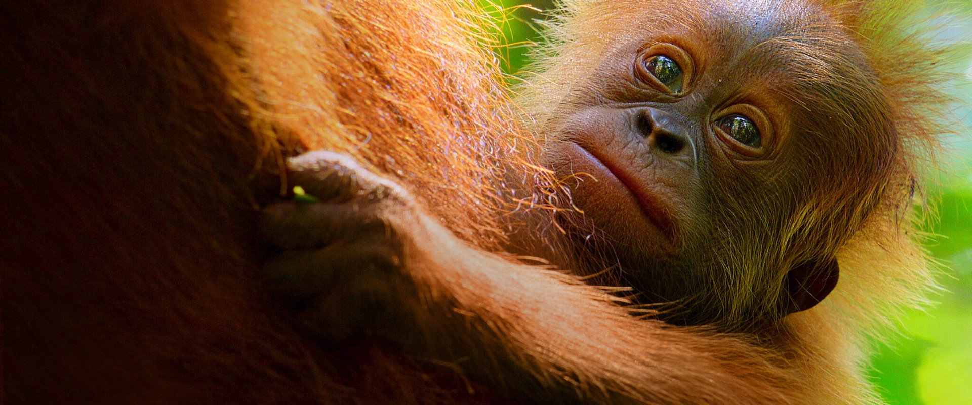 Secret Lives of Orangutans backdrop
