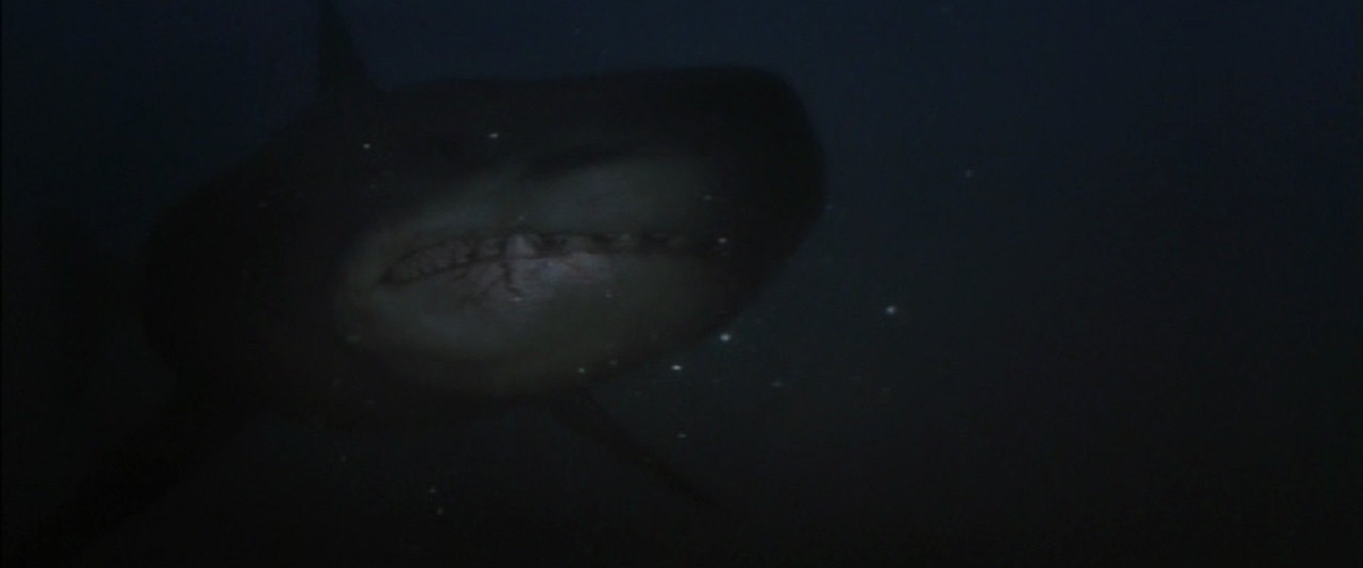 Shark Hunter