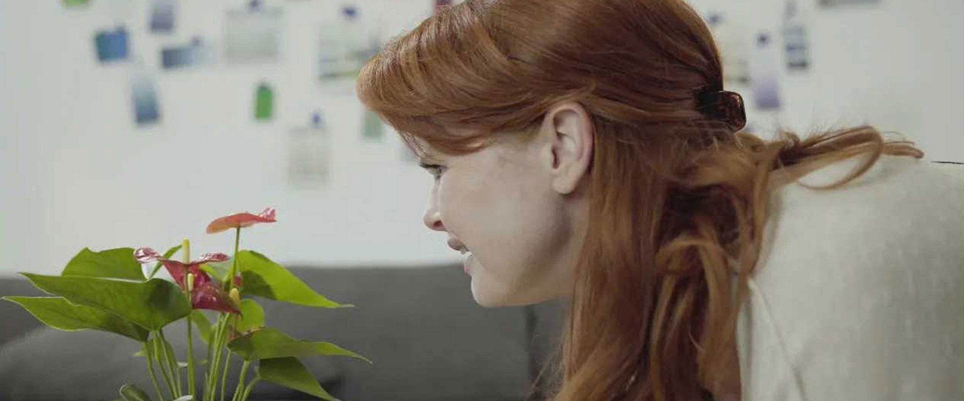 Harmonia Solid backdrop