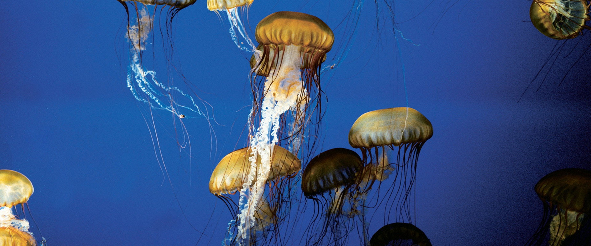 The Living Sea backdrop