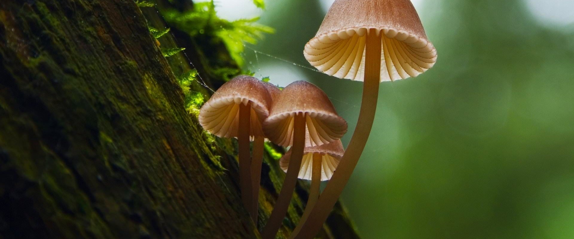 Fantastic Fungi backdrop