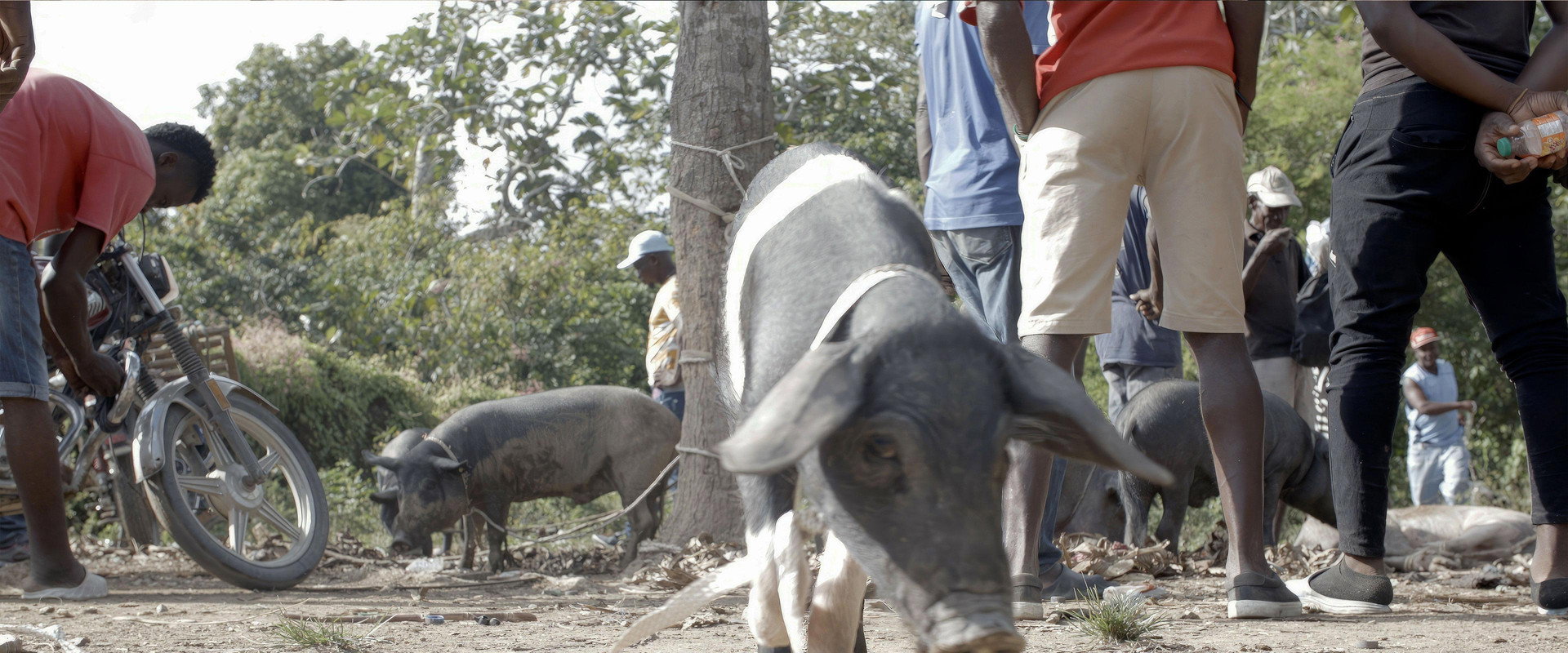 The Creole Pig: Haiti's Great Loss backdrop