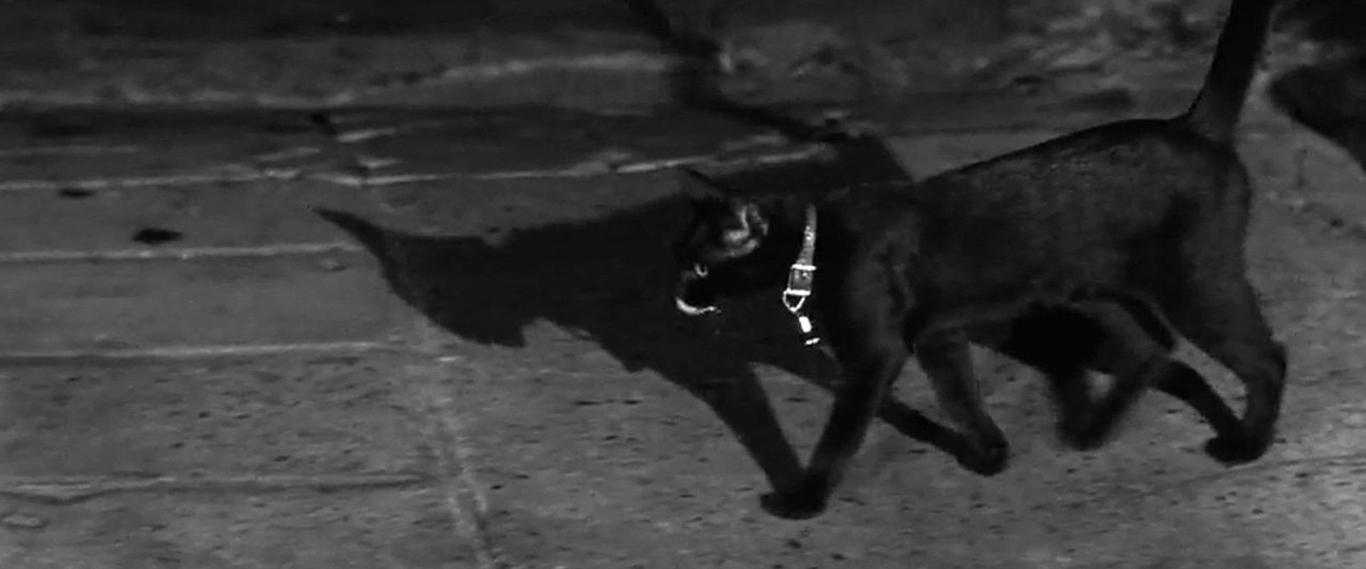 The Fat Black Pussycat backdrop