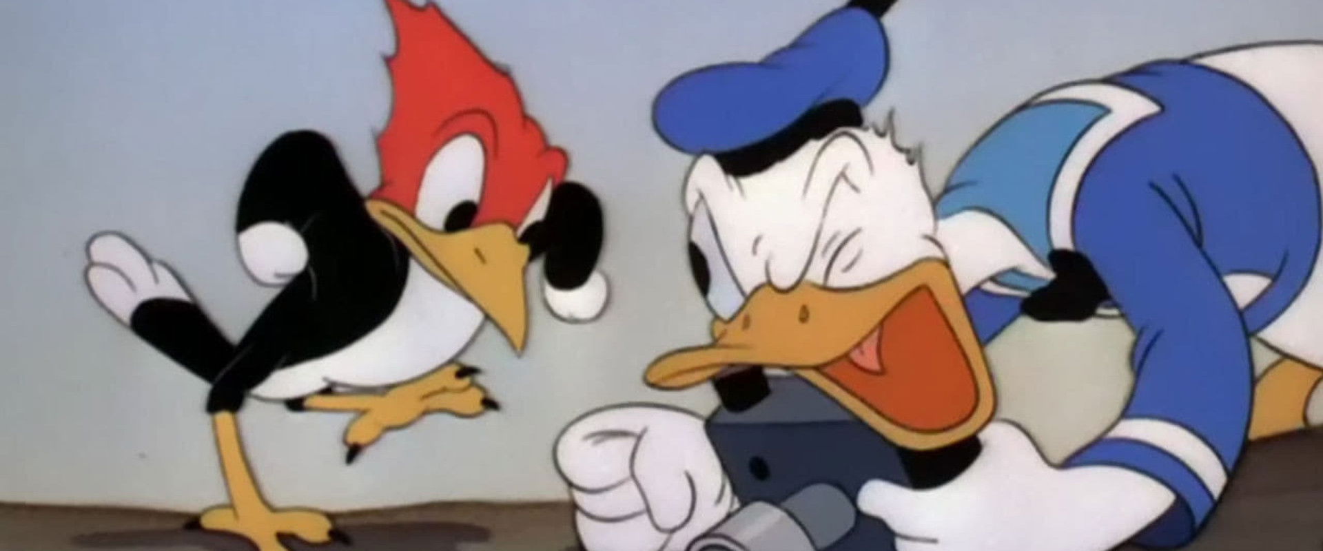 Donald's Camera backdrop