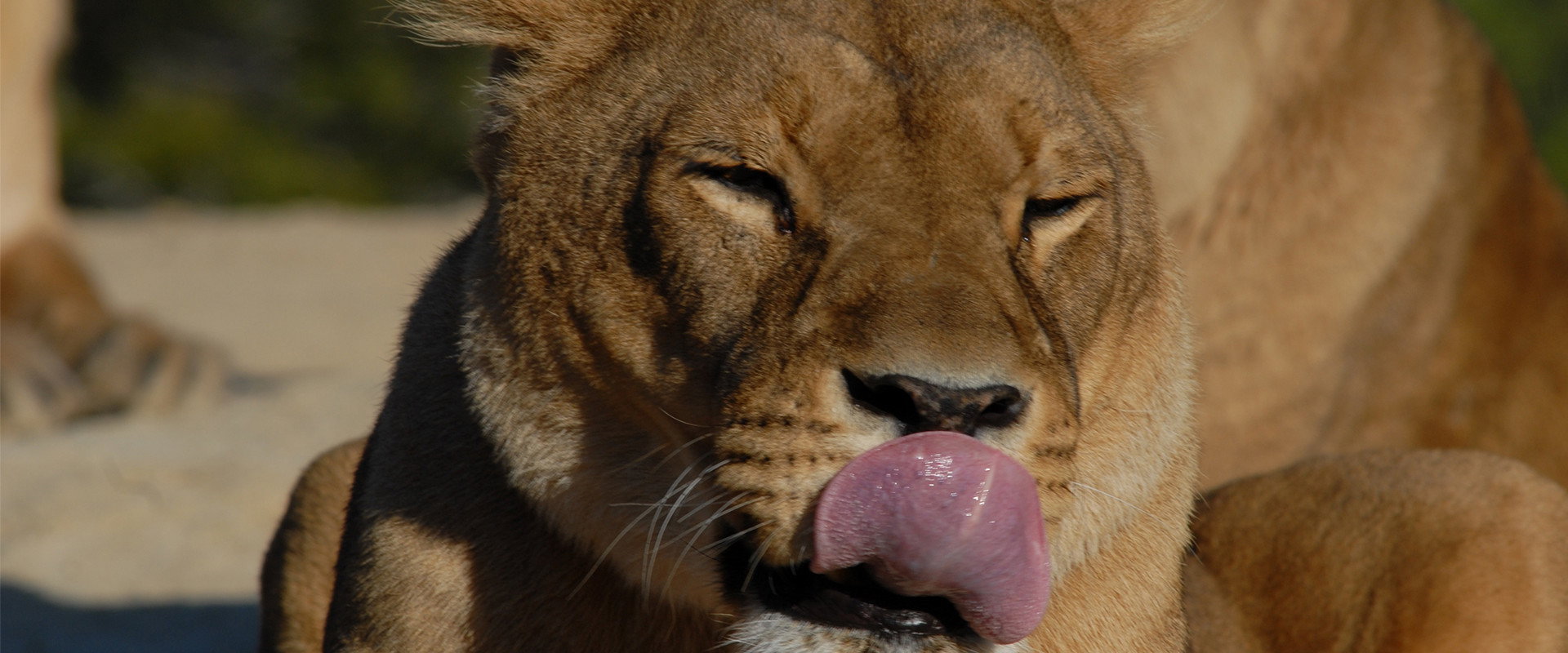 Lioness in Exile backdrop