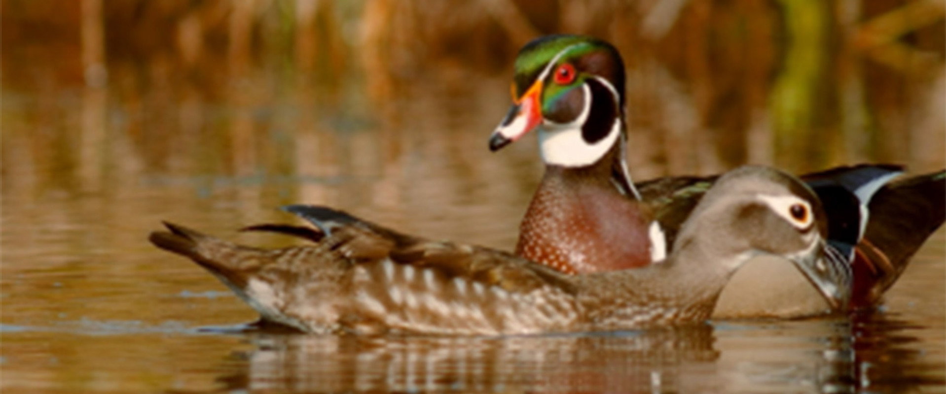 PBS Nature - An Original DUCKumentary backdrop