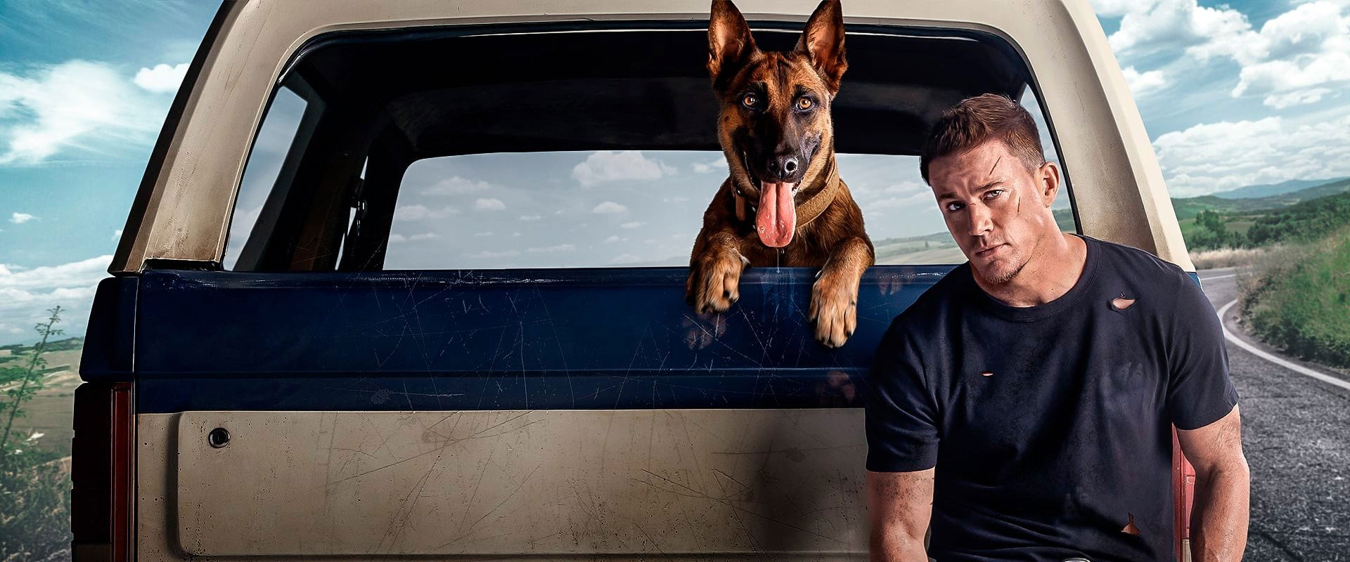 Dog backdrop