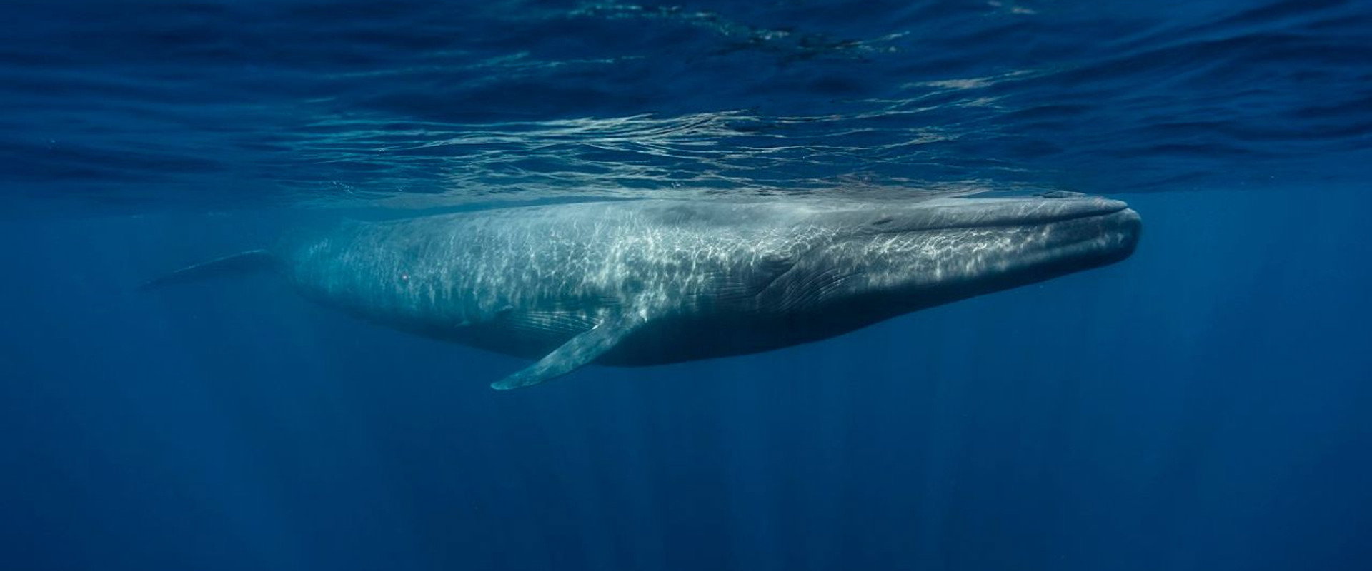 Le retour des baleines à bosse backdrop