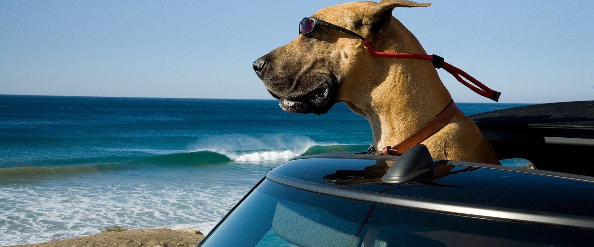 Marmaduke backdrop
