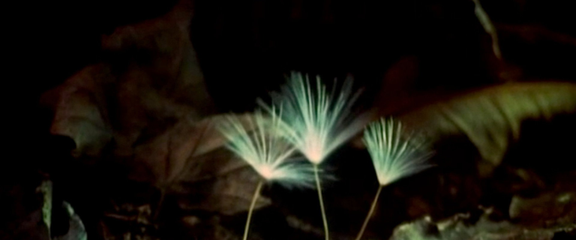 The Secret Life of Plants backdrop