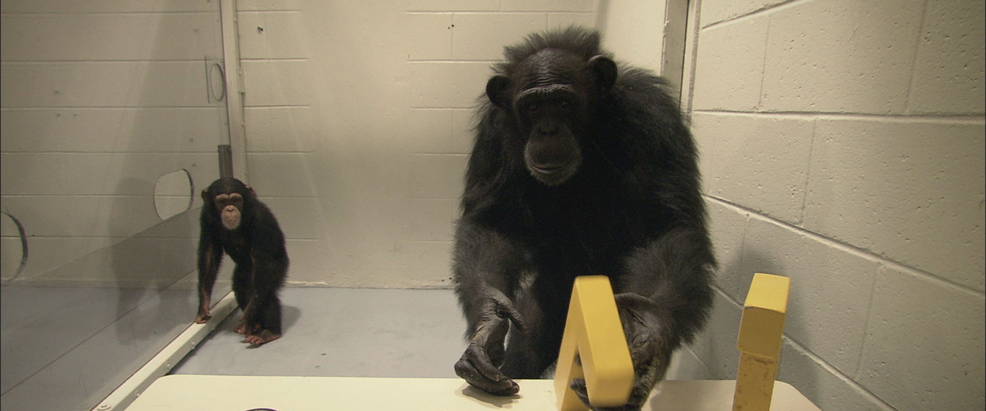 Surviving Progress backdrop