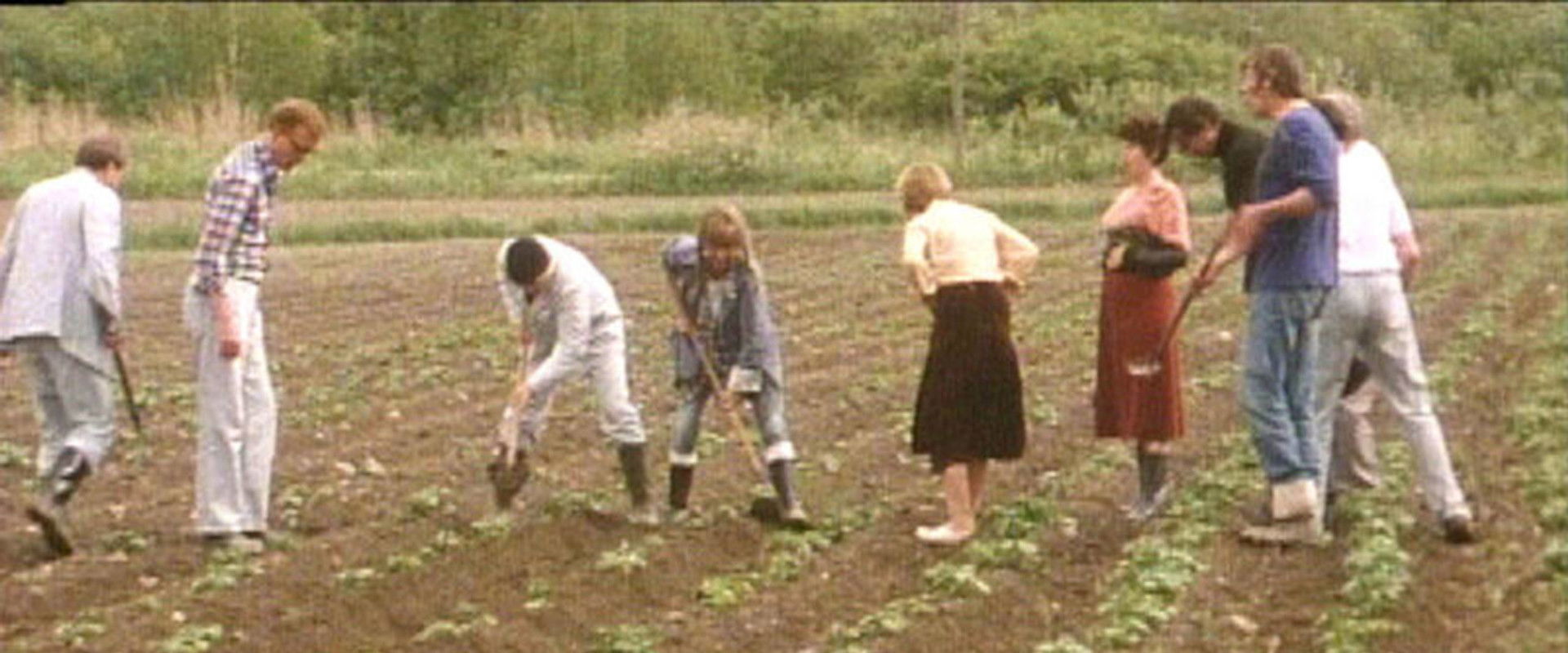 Fläskfarmen backdrop