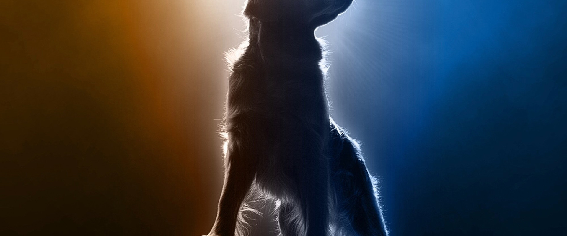 Air Bud Returns backdrop