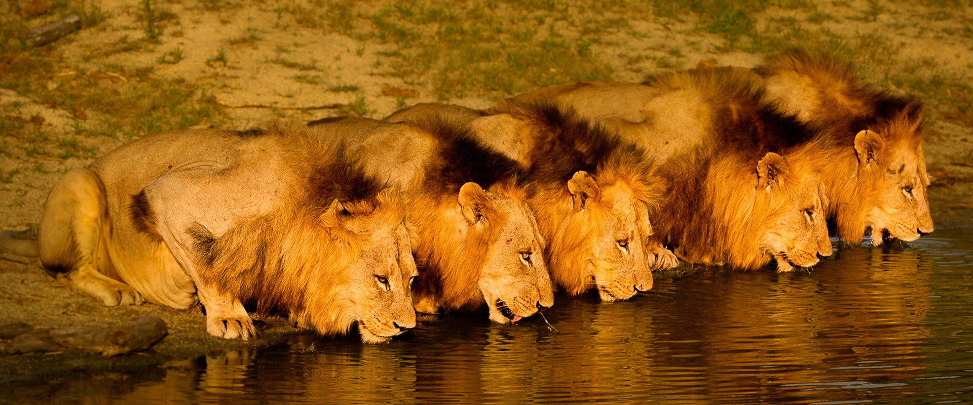 Brothers in Blood: The Lions of Sabi Sand backdrop