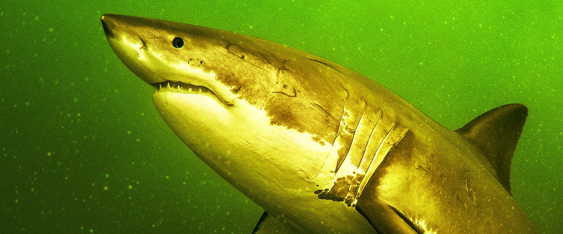 Return of the White Shark backdrop