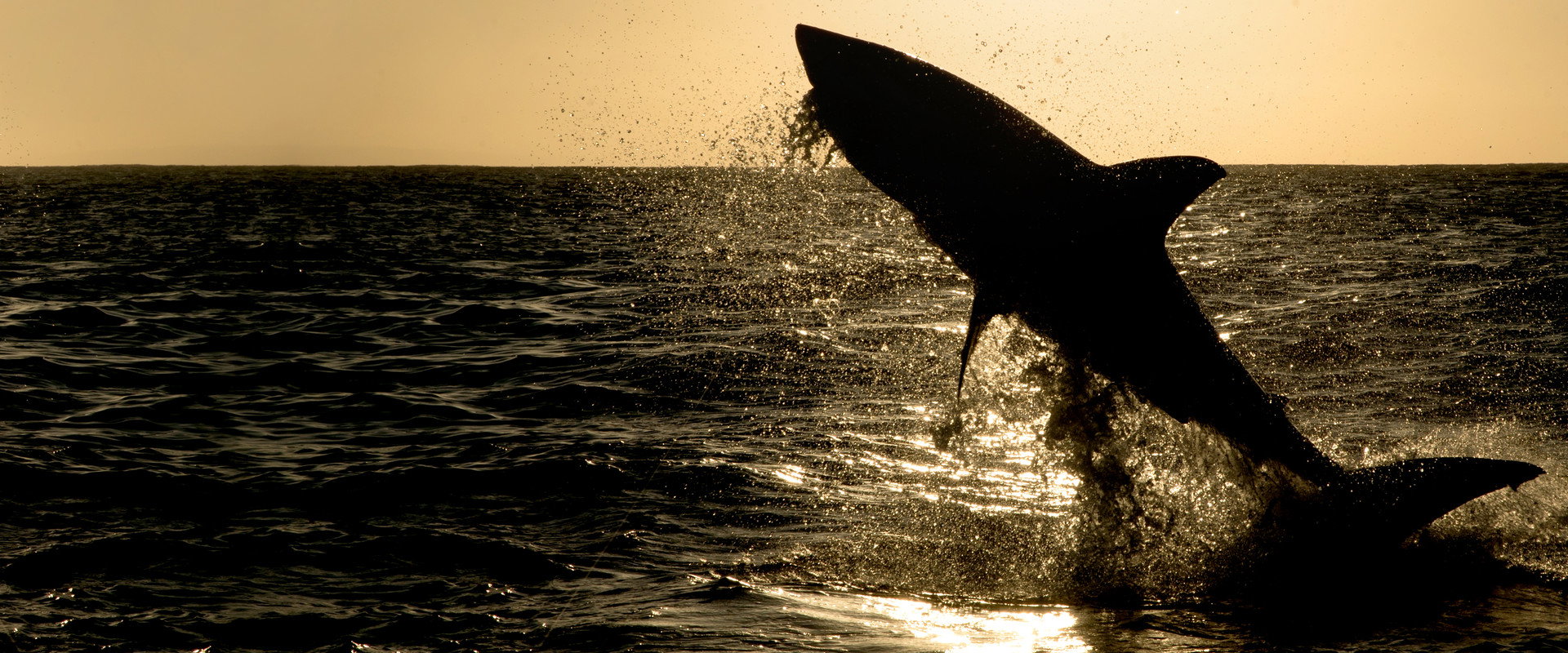 Big Sharks Rule backdrop