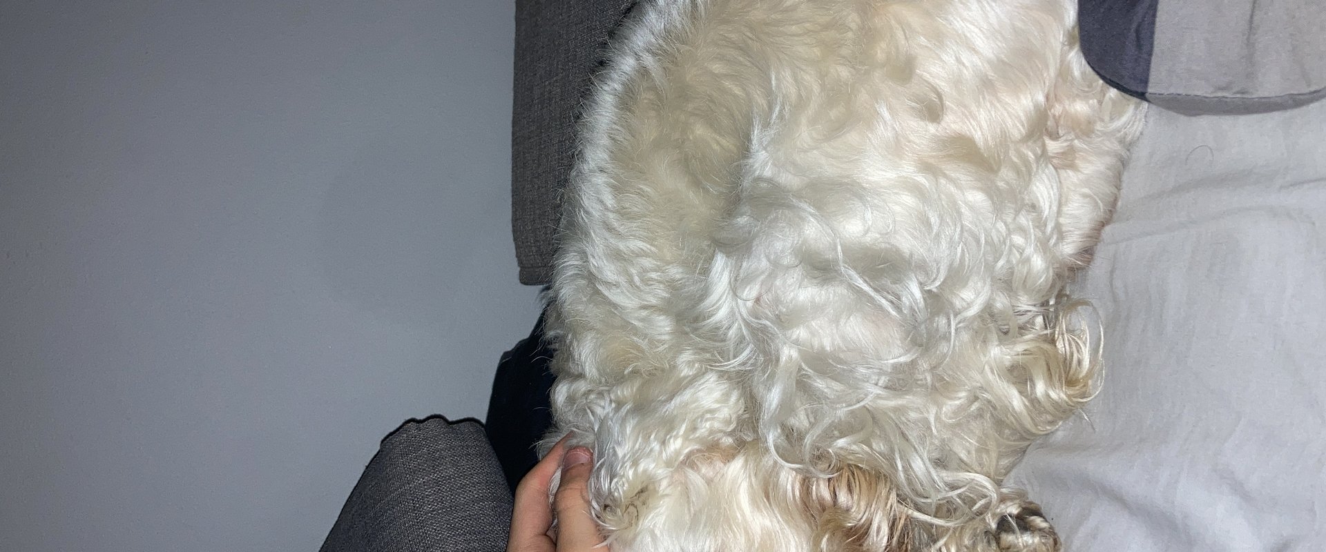 A Dogs Day