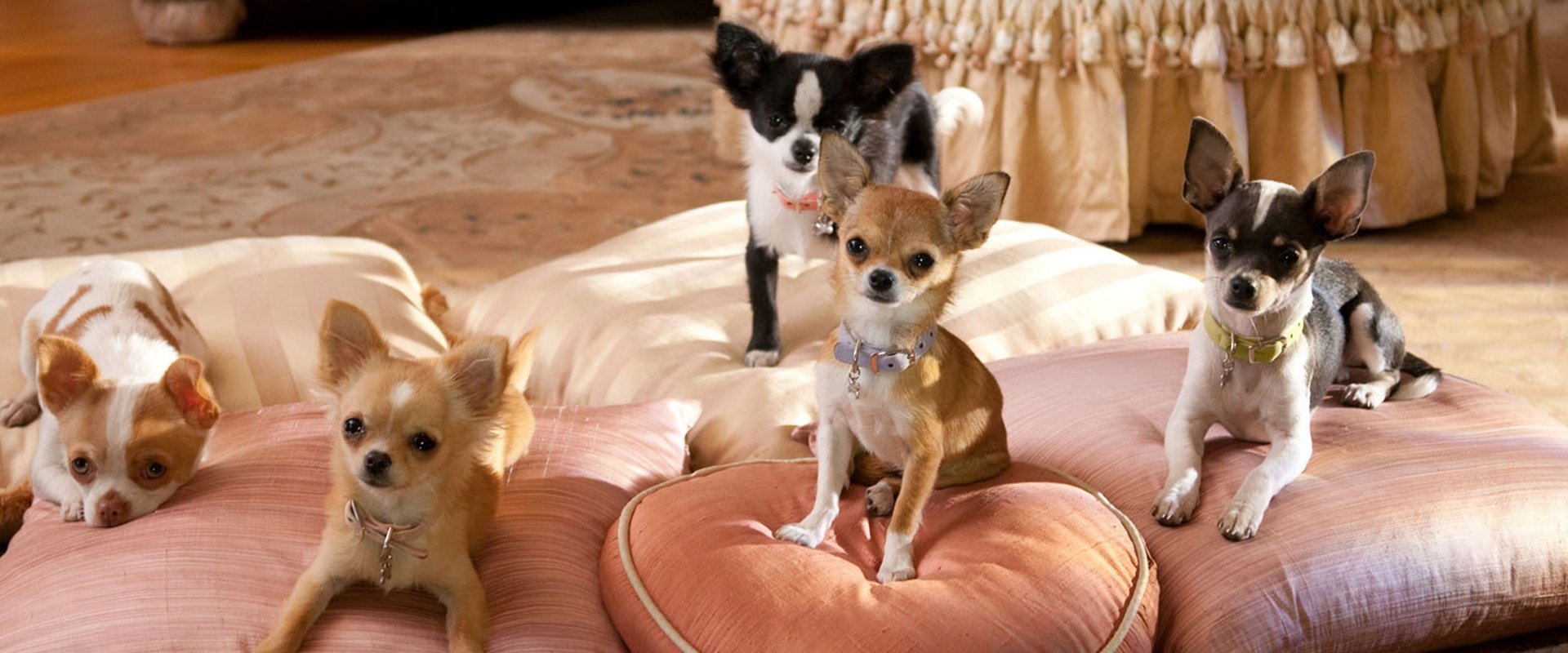 Beverly Hills Chihuahua 2 backdrop