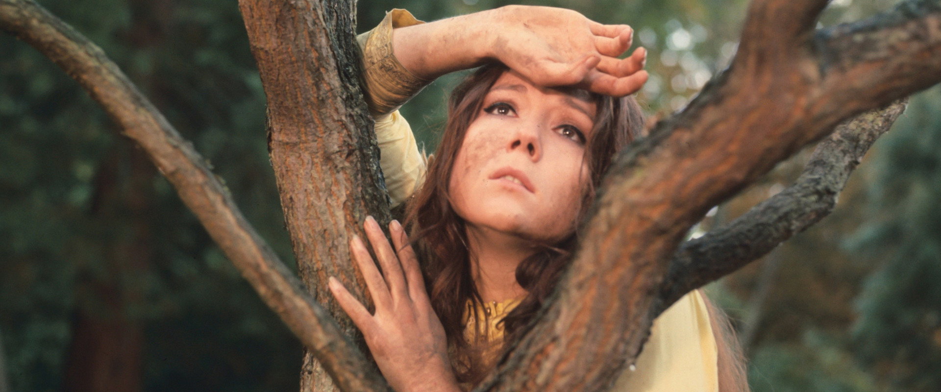 A Midsummer Night's Dream backdrop