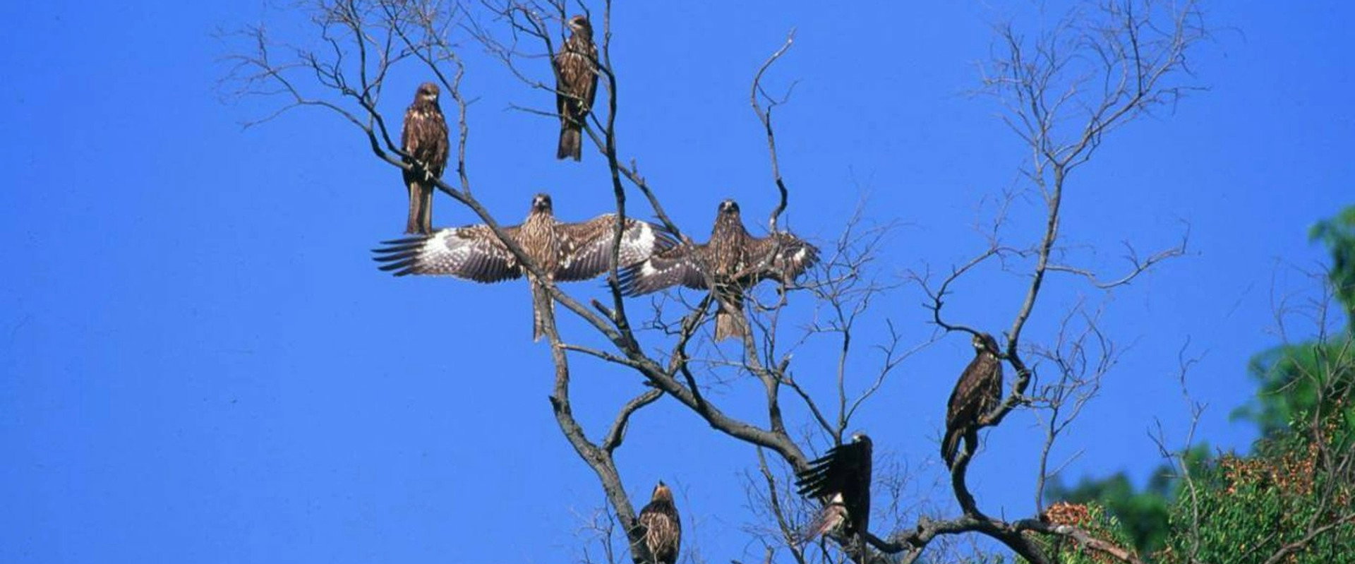 Fly, Kite Fly backdrop