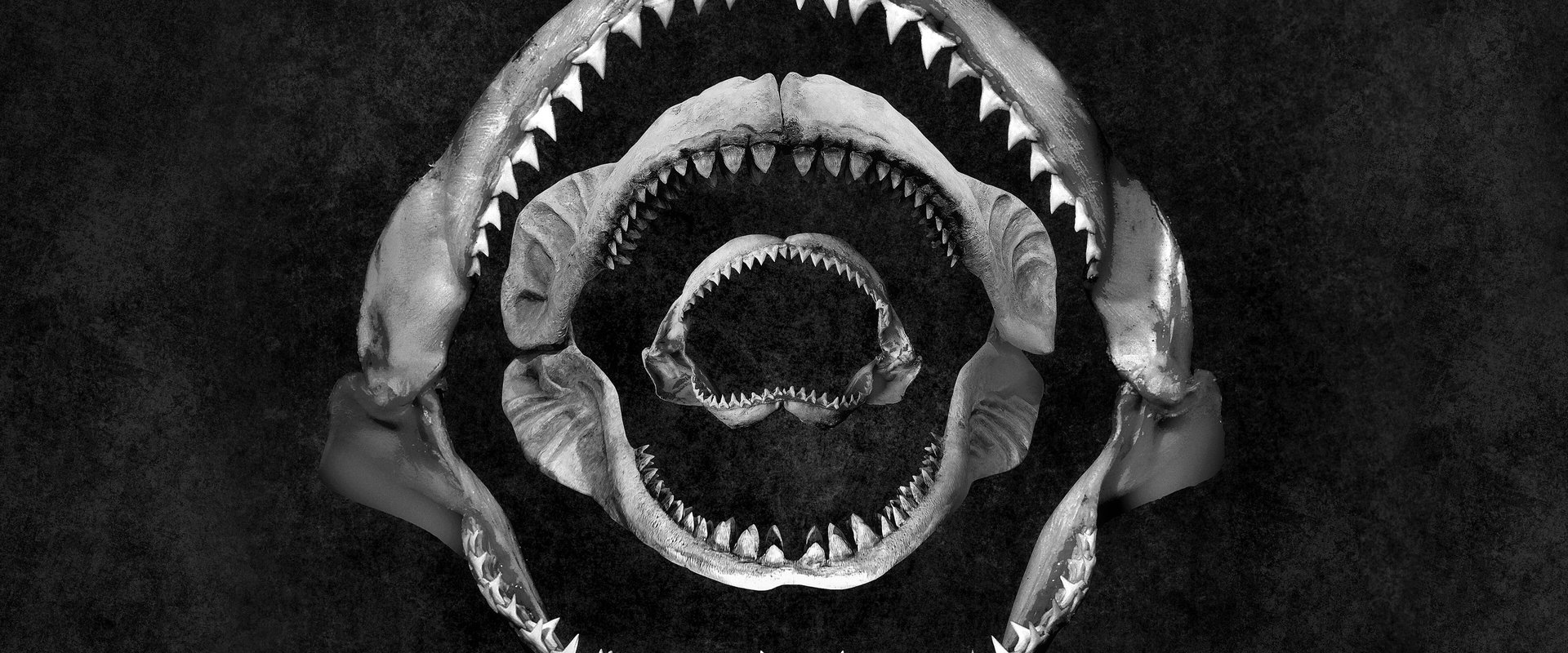 Shark Eat Shark backdrop