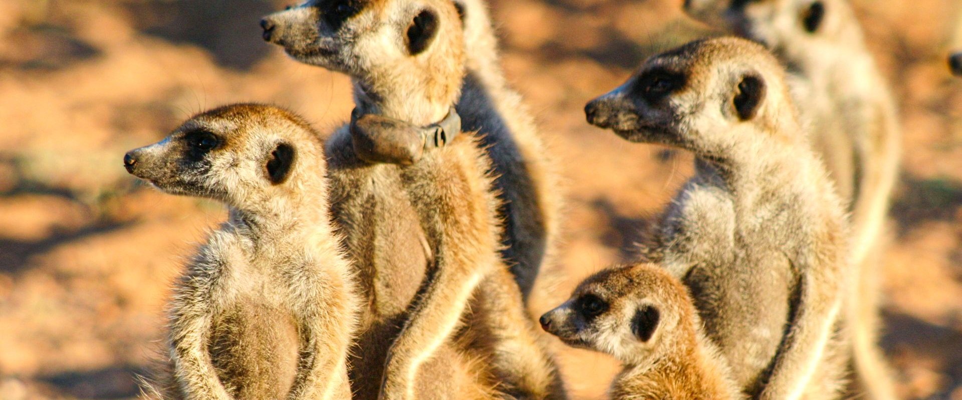 Meerkat Manor: The Story Begins