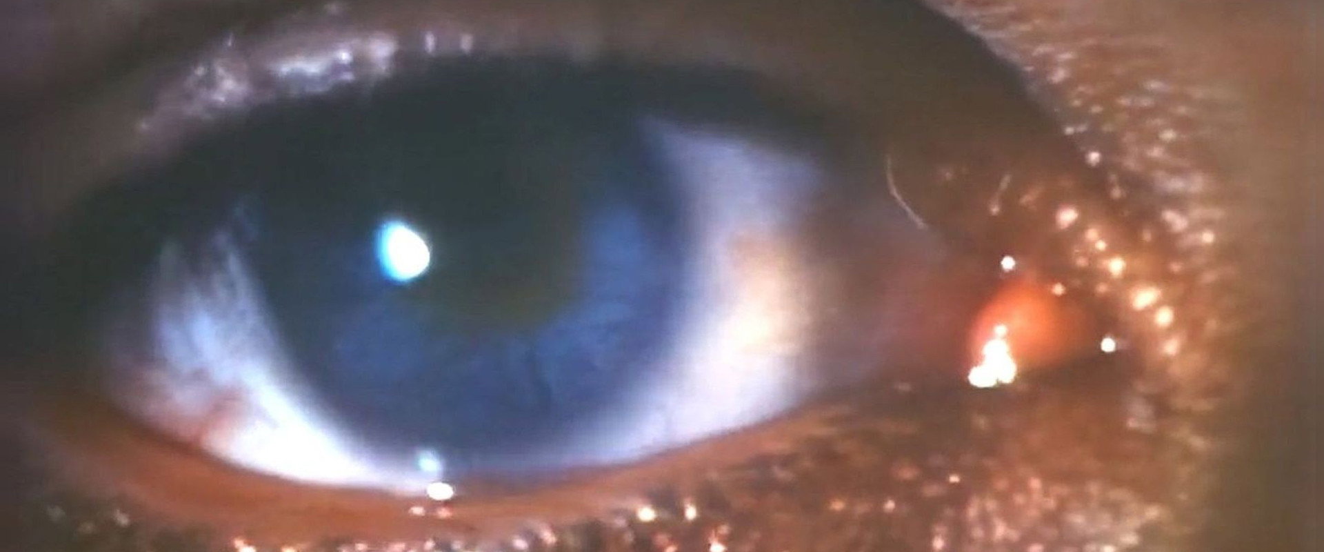 Faces of Death III backdrop