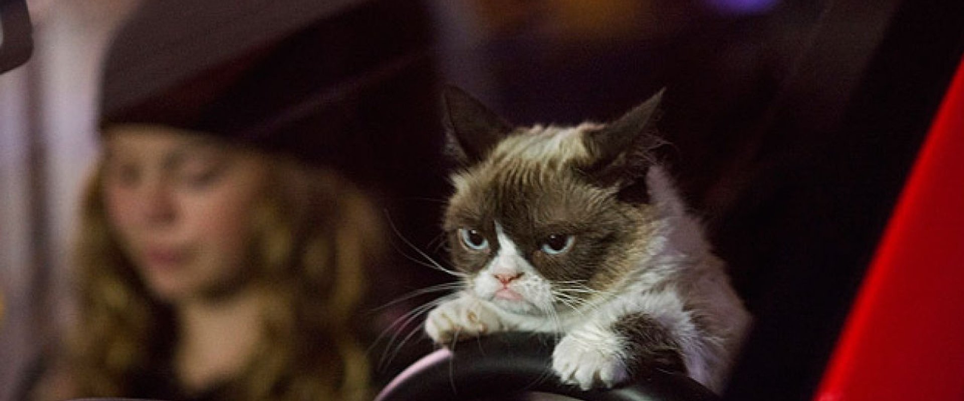 Grumpy Cat's Worst Christmas Ever backdrop