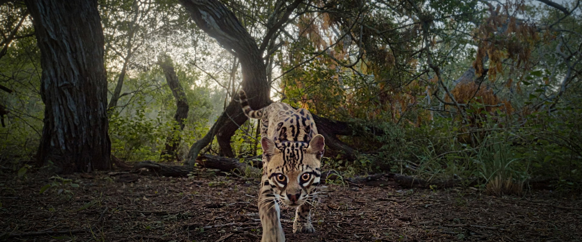 Deep in the Heart: A Texas Wildlife Story backdrop