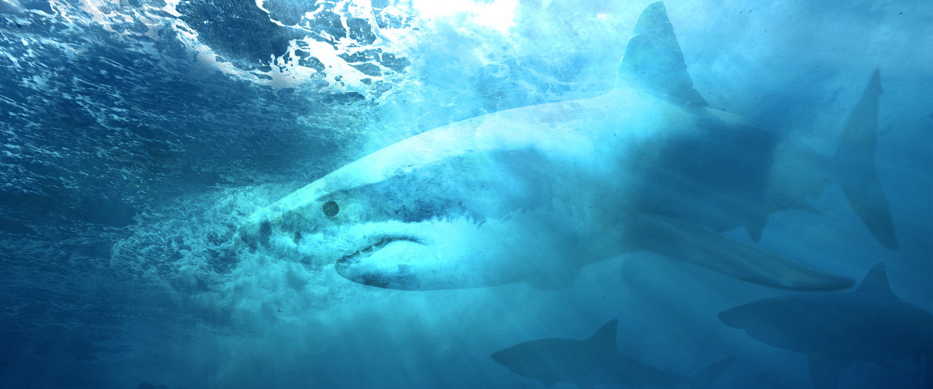 Camo Sharks backdrop