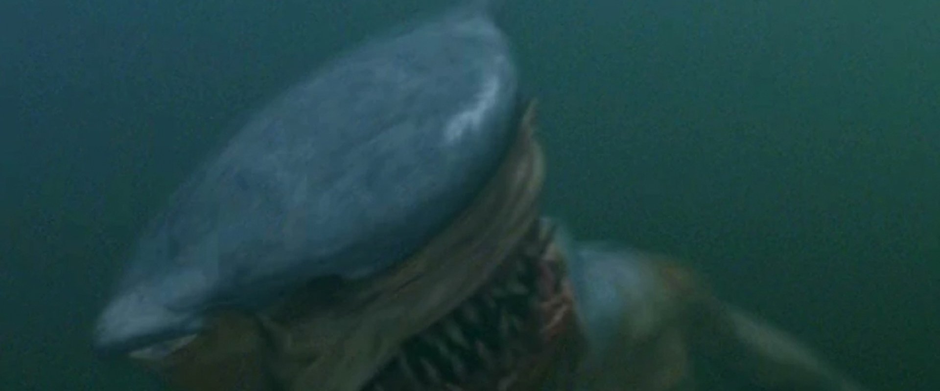 Hammerhead
